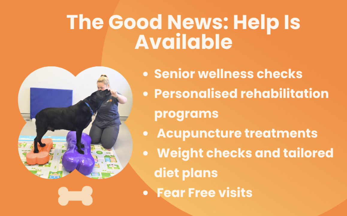 Annual Flea & tick injections for dogs